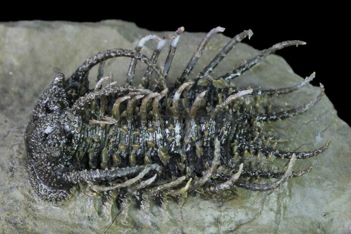 Super Spiny Koneprusia Trilobite - Spectacular Preparation! #169639